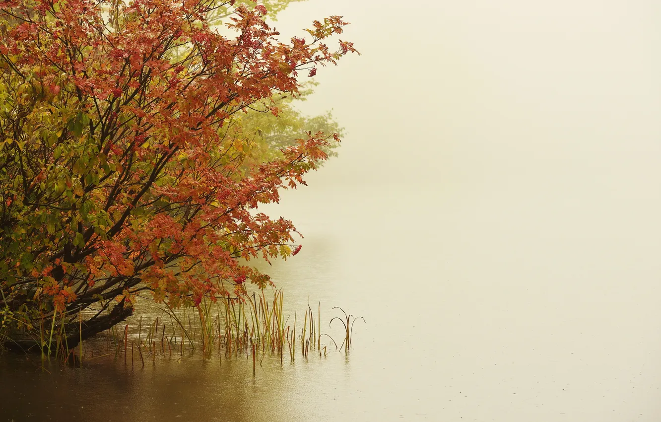 Photo wallpaper trees, nature, fog, lake