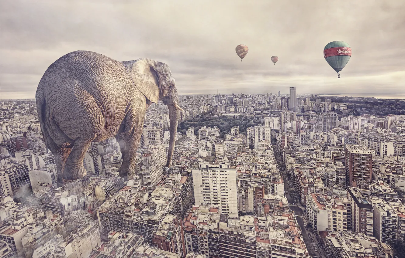 Photo wallpaper the city, elephant, the situation