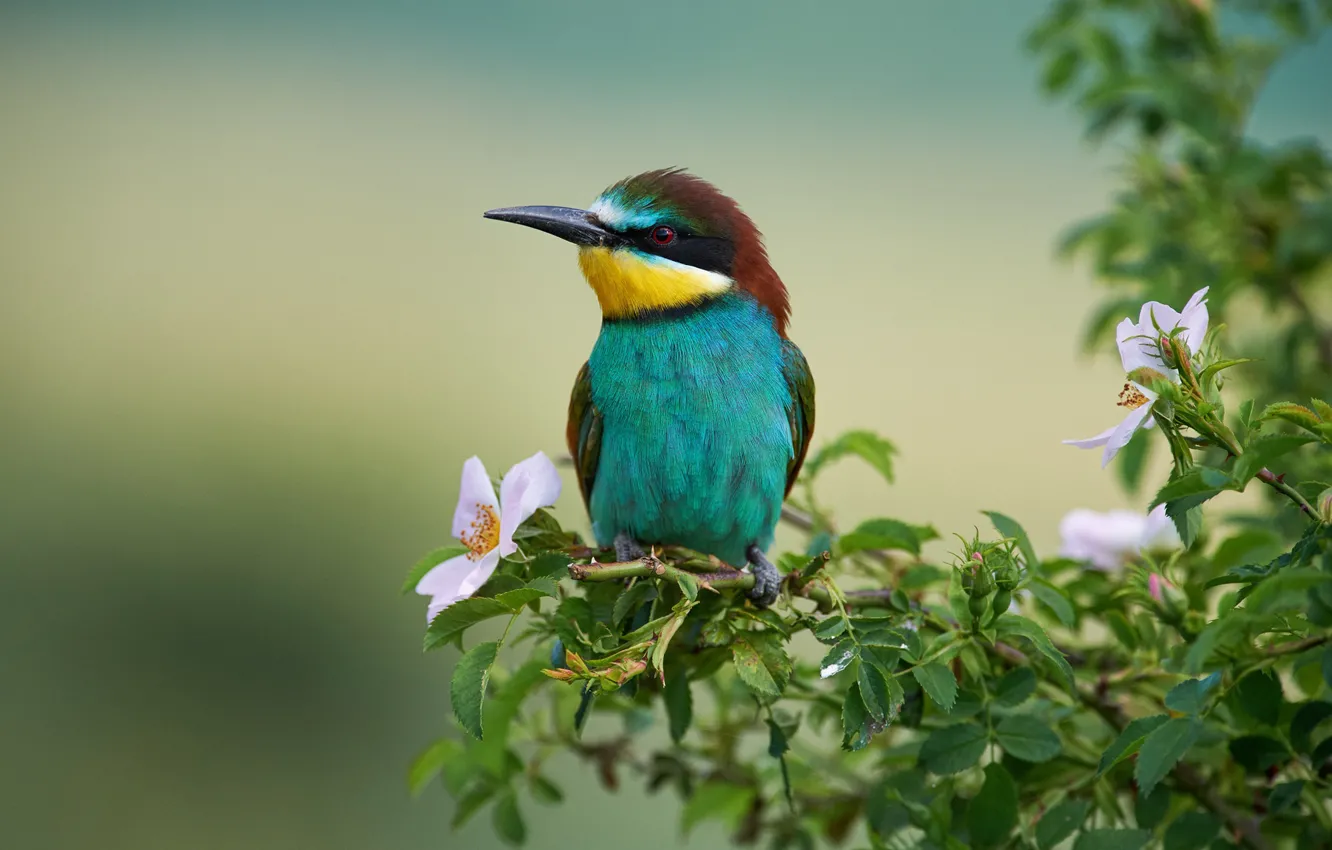 Photo wallpaper branches, nature, bird, briar, flowering, European bee-eater, Kalin Botev