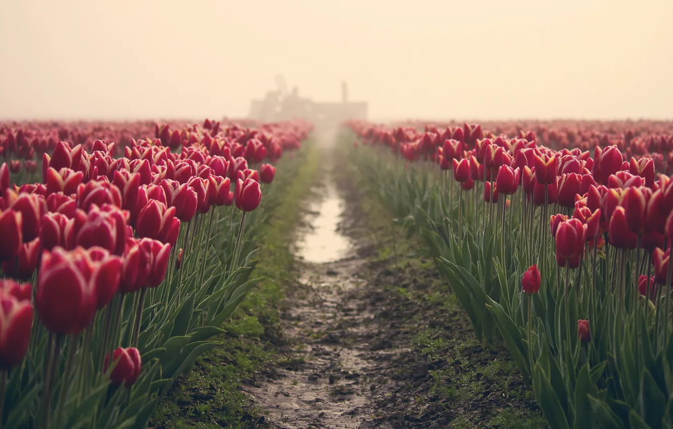 Photo wallpaper field, flowers, fog, tulips
