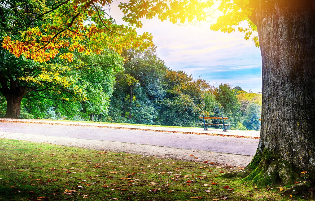 Photo wallpaper road, autumn, forest, leaves, trees, Park, colorful, forest