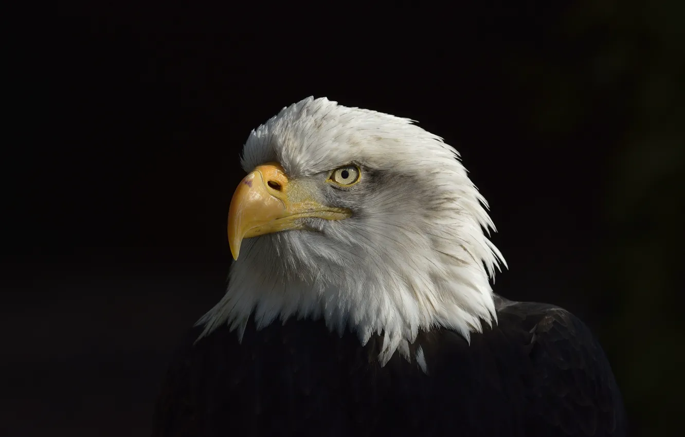 Photo wallpaper Eagle, white, black, American, Сoat of arms