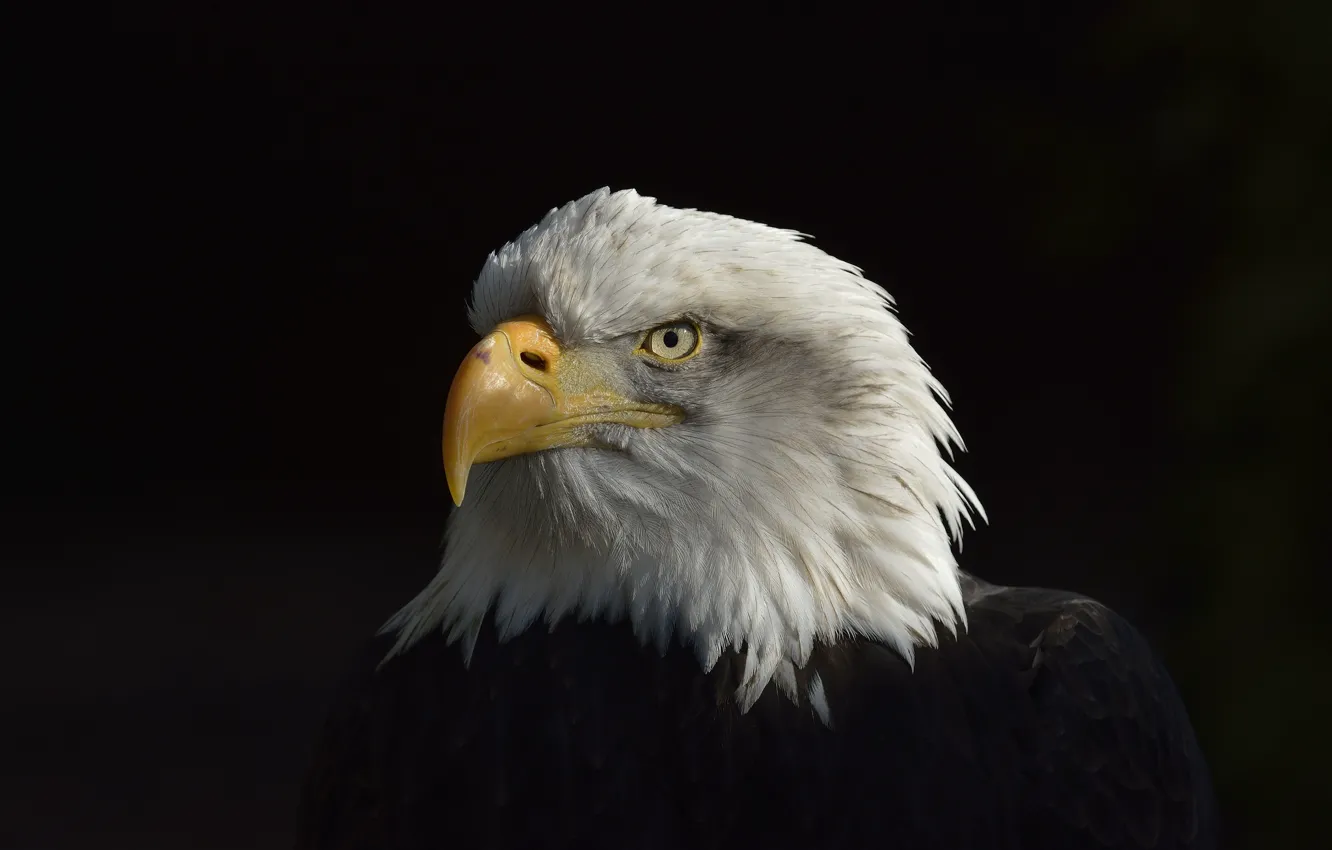 Photo wallpaper Eagle, Black, White, American, Сoat of arms