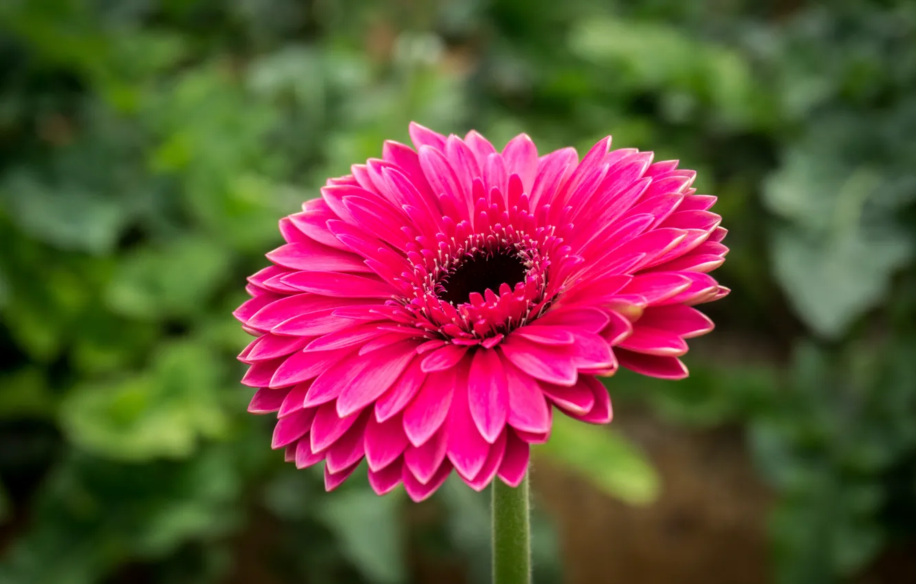 Photo wallpaper gerbera, flower, nature, pink, flowers, Malaysia, flora, Cameron