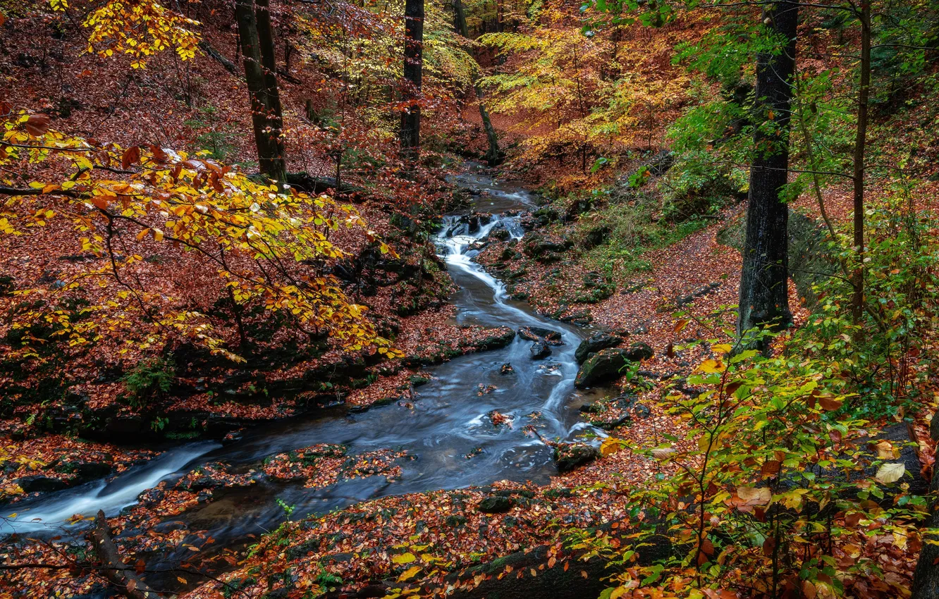 Photo wallpaper autumn, forest, leaves, trees, Park, stream, stones, Germany
