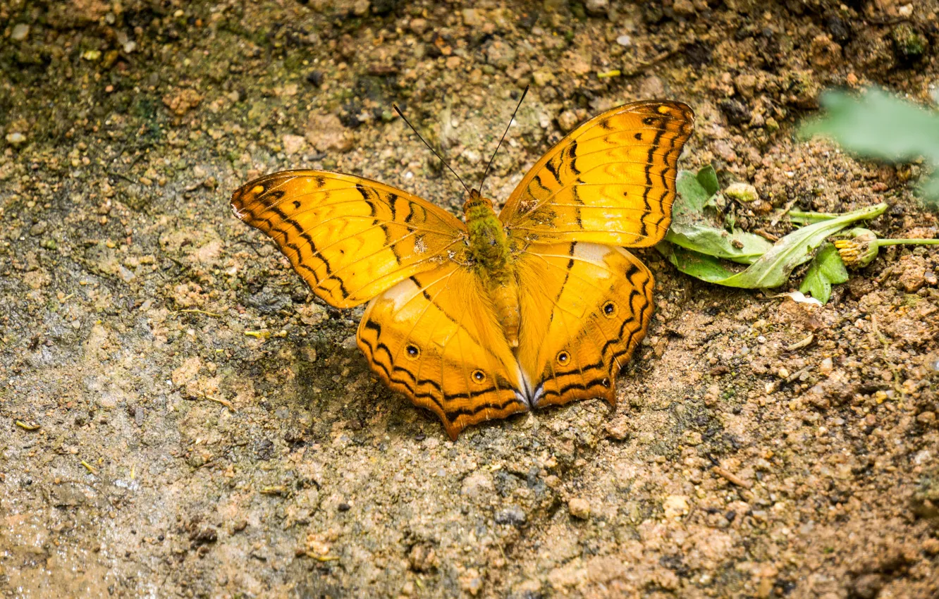 Photo wallpaper black, nature, yellow, butterfly, insect, highland, malaysia, cameron