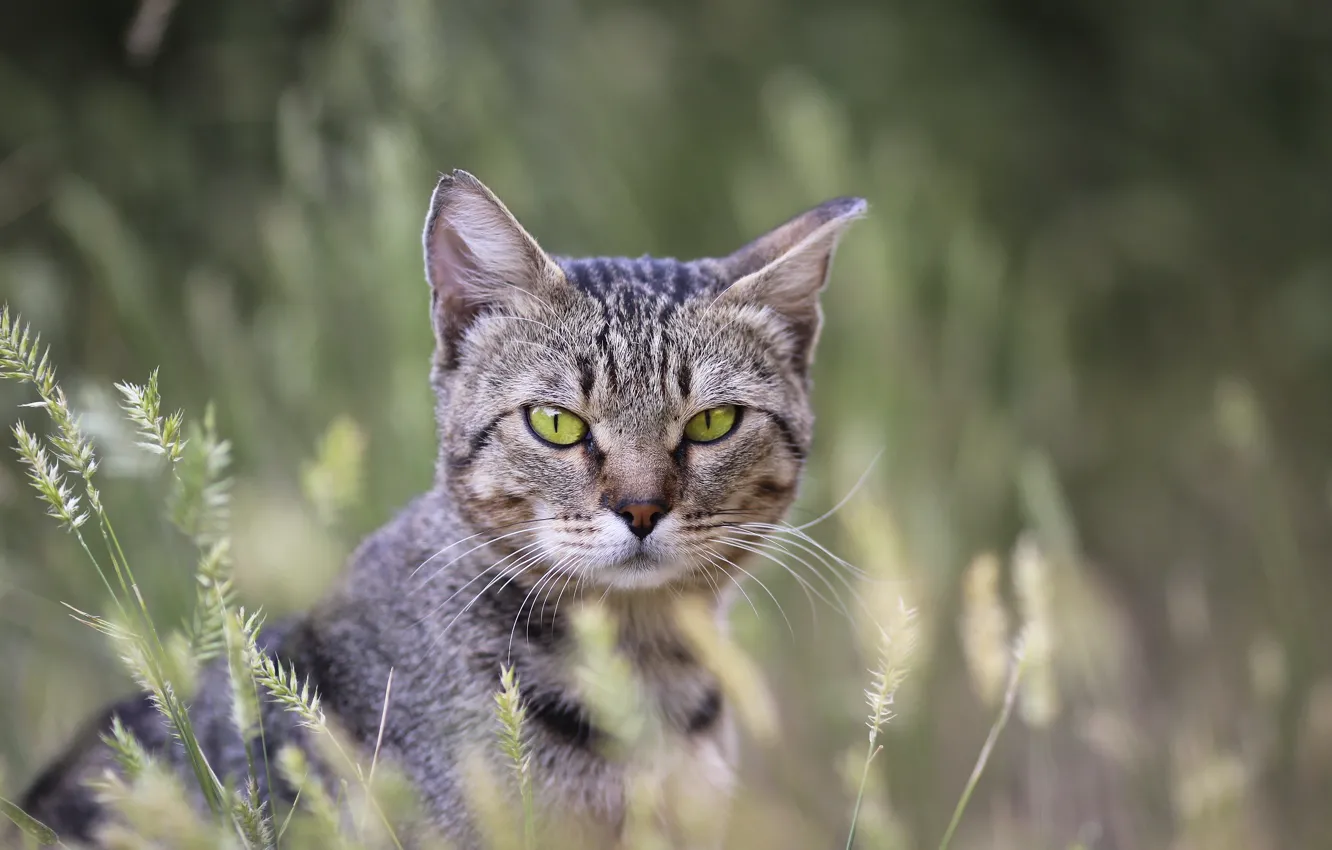 Photo wallpaper cat, background, cat, weed