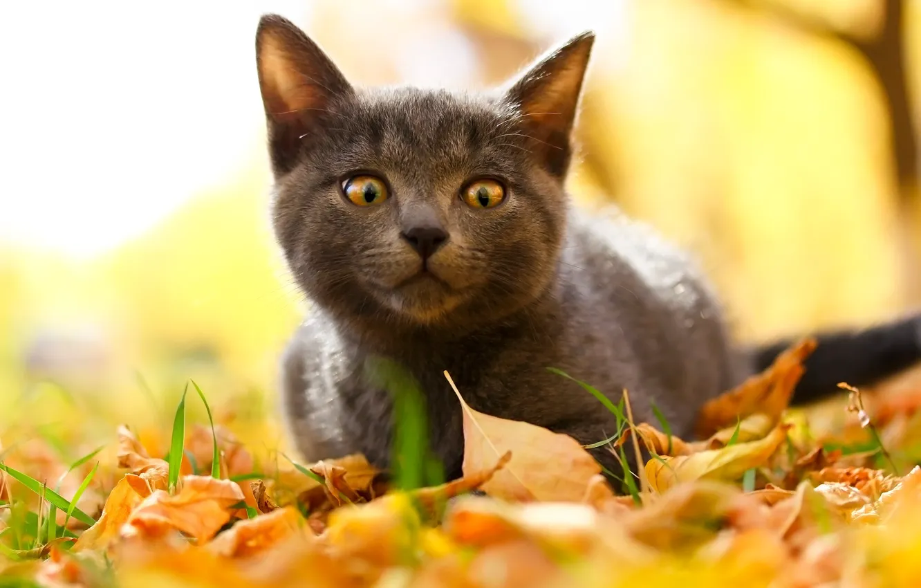 Photo wallpaper autumn, cat, look, kitty, cat