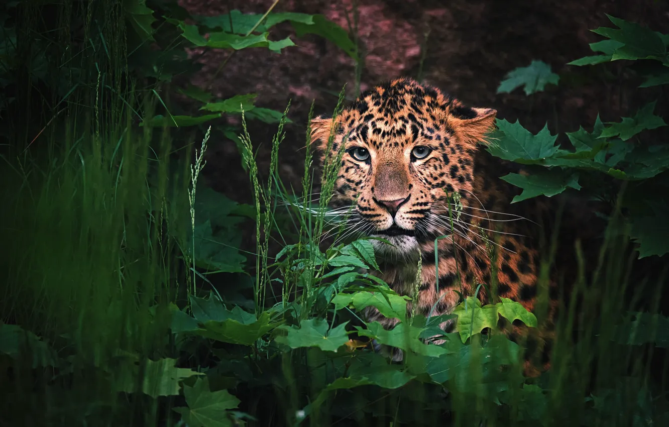 Photo wallpaper look, face, leaves, nature, thickets, portrait, leopard