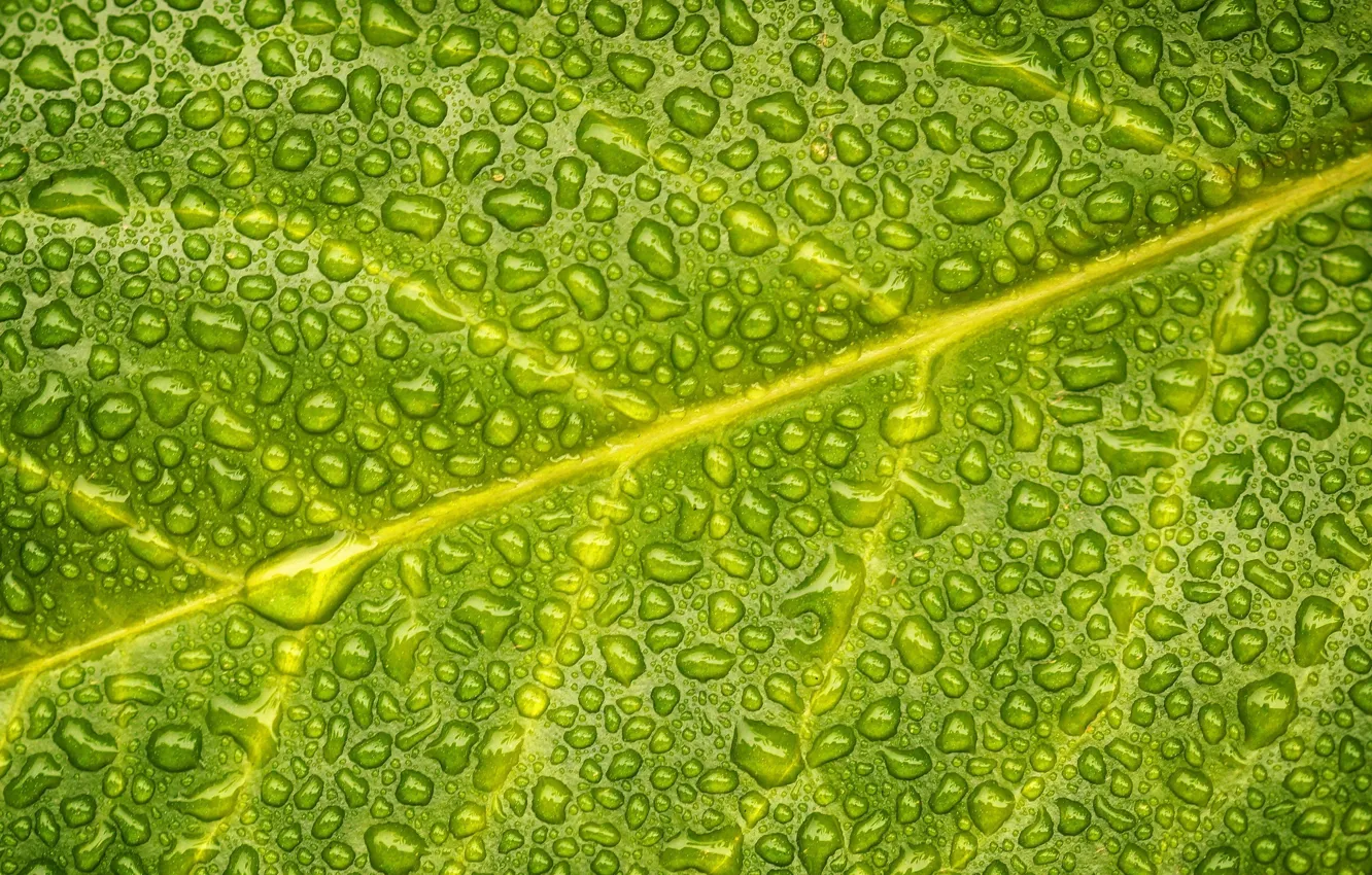 Photo wallpaper water, drops, sheet, green