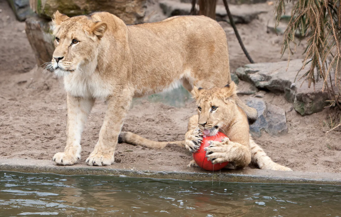 Photo wallpaper cats, the game, the ball, claws, lions, lioness, pond, lion