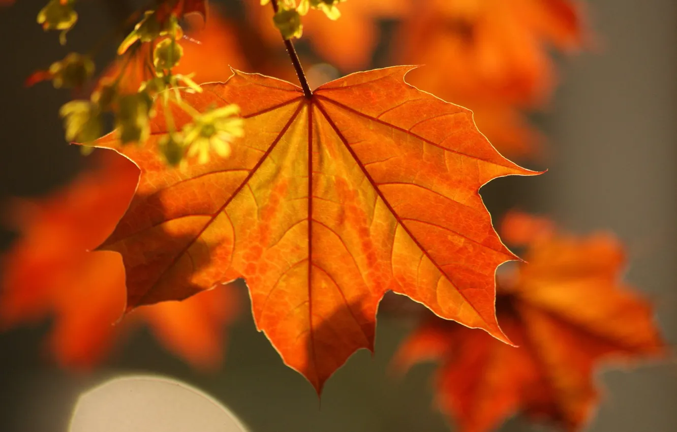 Photo wallpaper autumn, leaves, Macro, maple