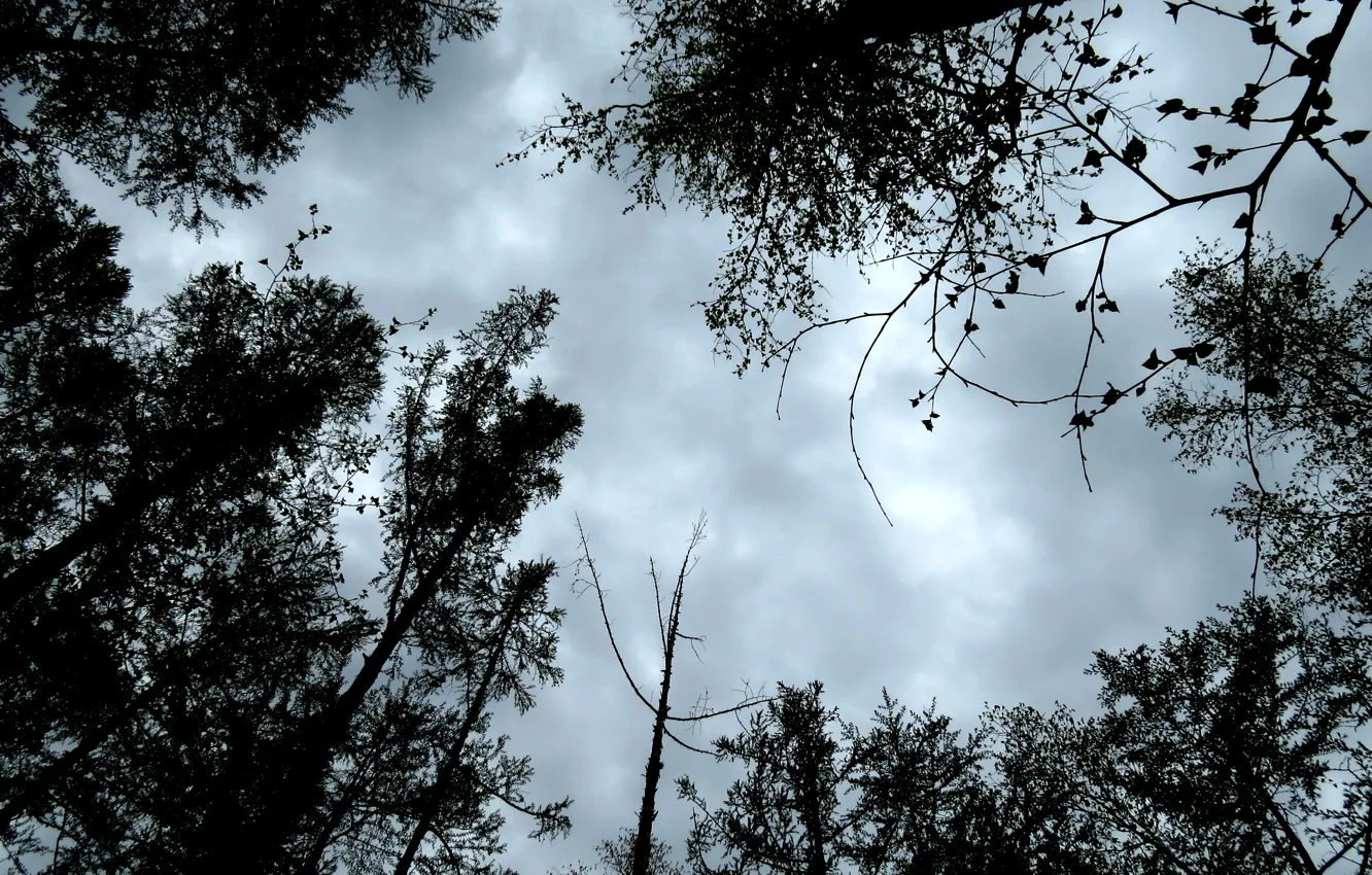 Photo wallpaper forest, the sky, trees, the evening