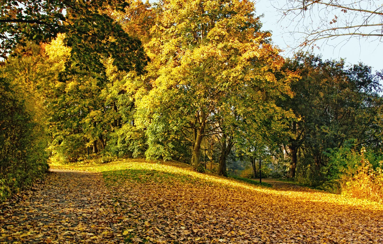 Photo wallpaper autumn, leaves, trees, Park, yellow, fallen