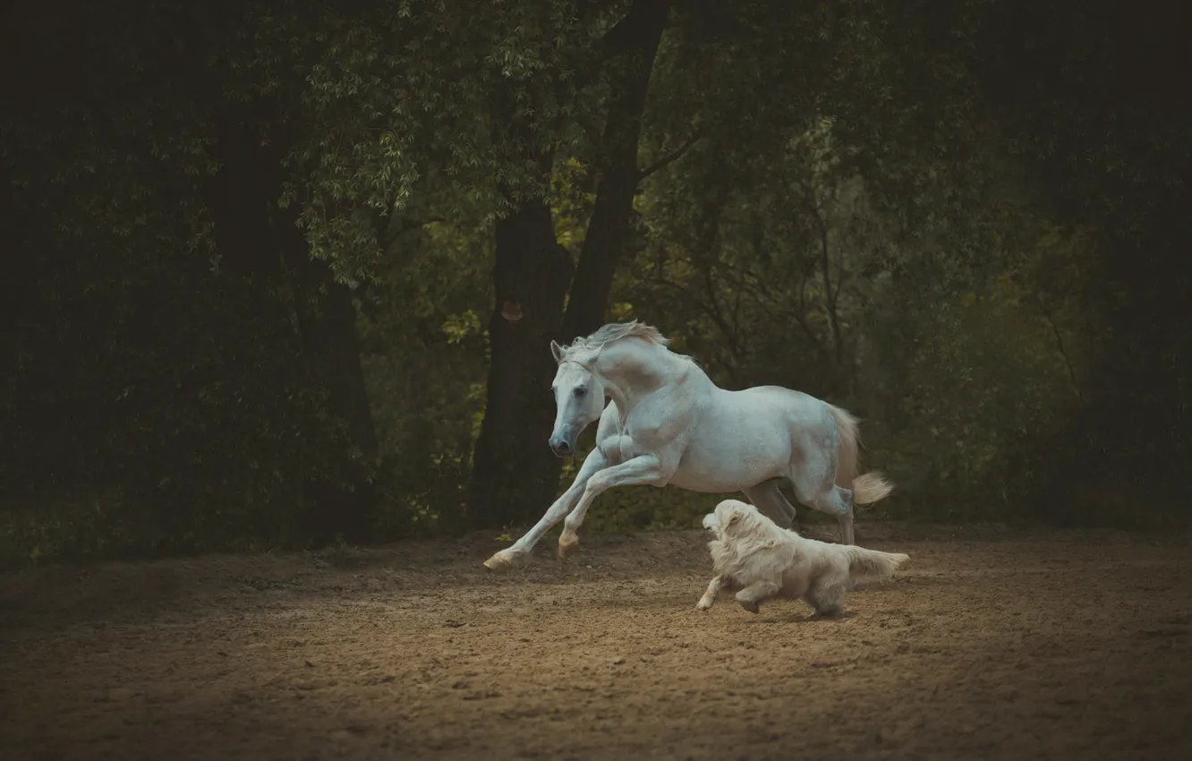 Photo wallpaper field, forest, white, summer, trees, nature, pose, Park