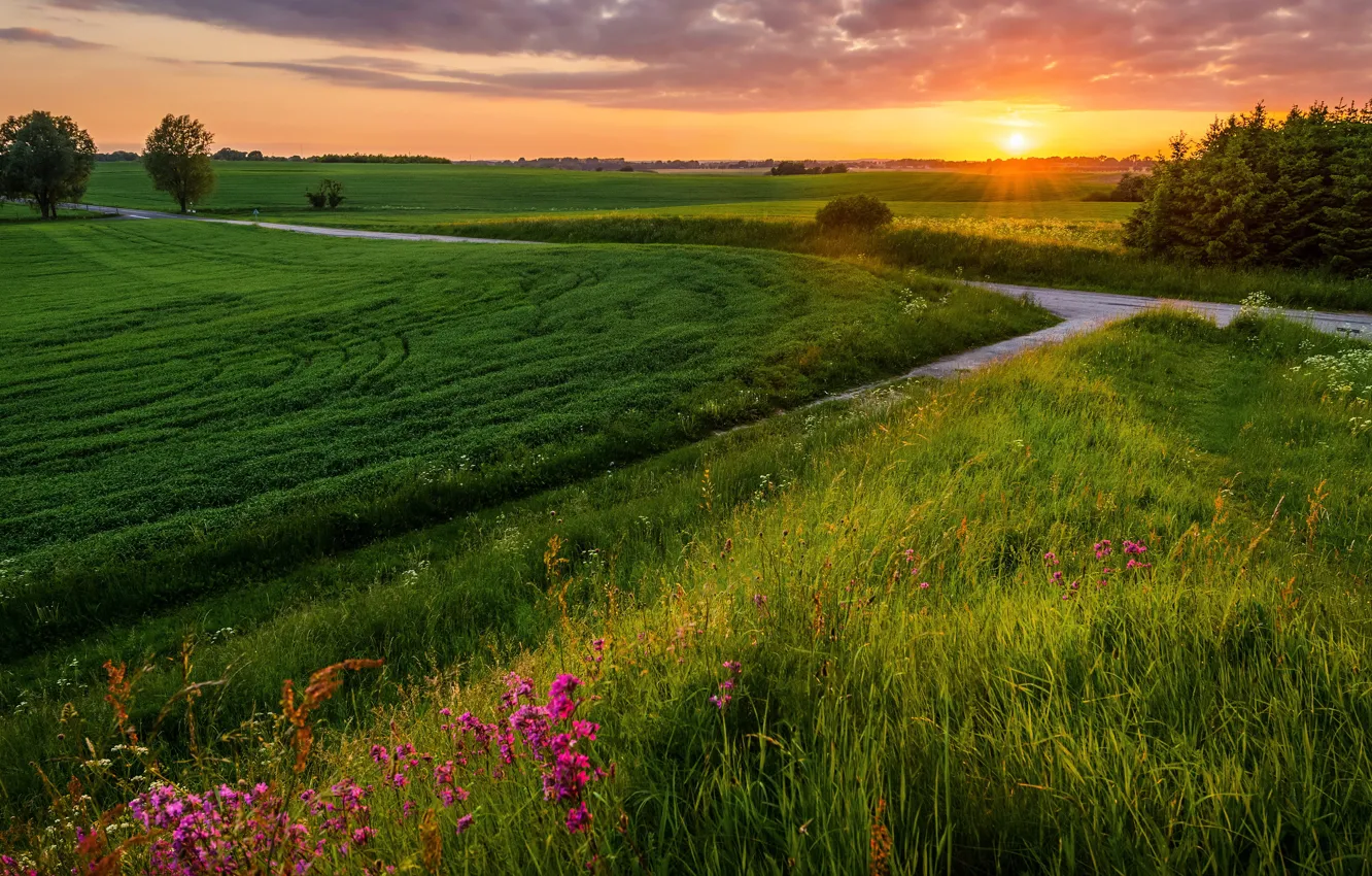 Photo wallpaper flowers, road, field, summer, grass, forest, sunset