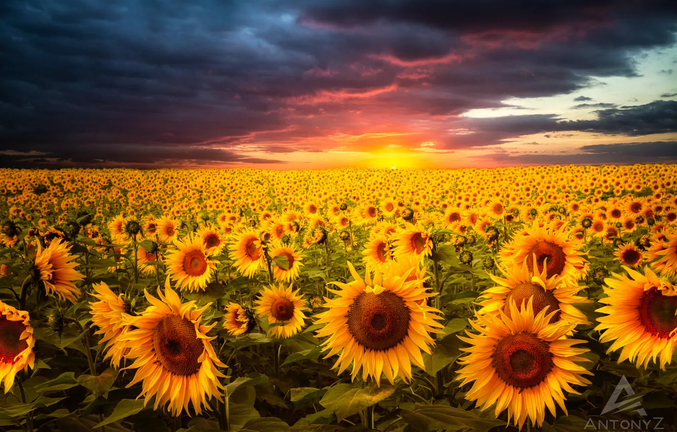 Photo wallpaper field, the sky, the sun, sunflowers