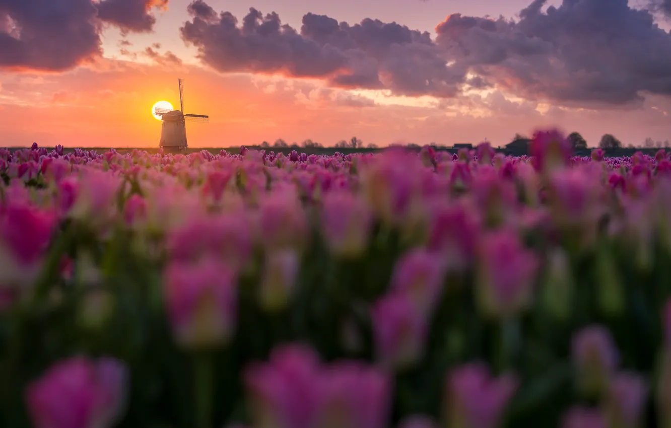 Photo wallpaper field, the sky, the sun, clouds, flowers, dawn, blur, spring