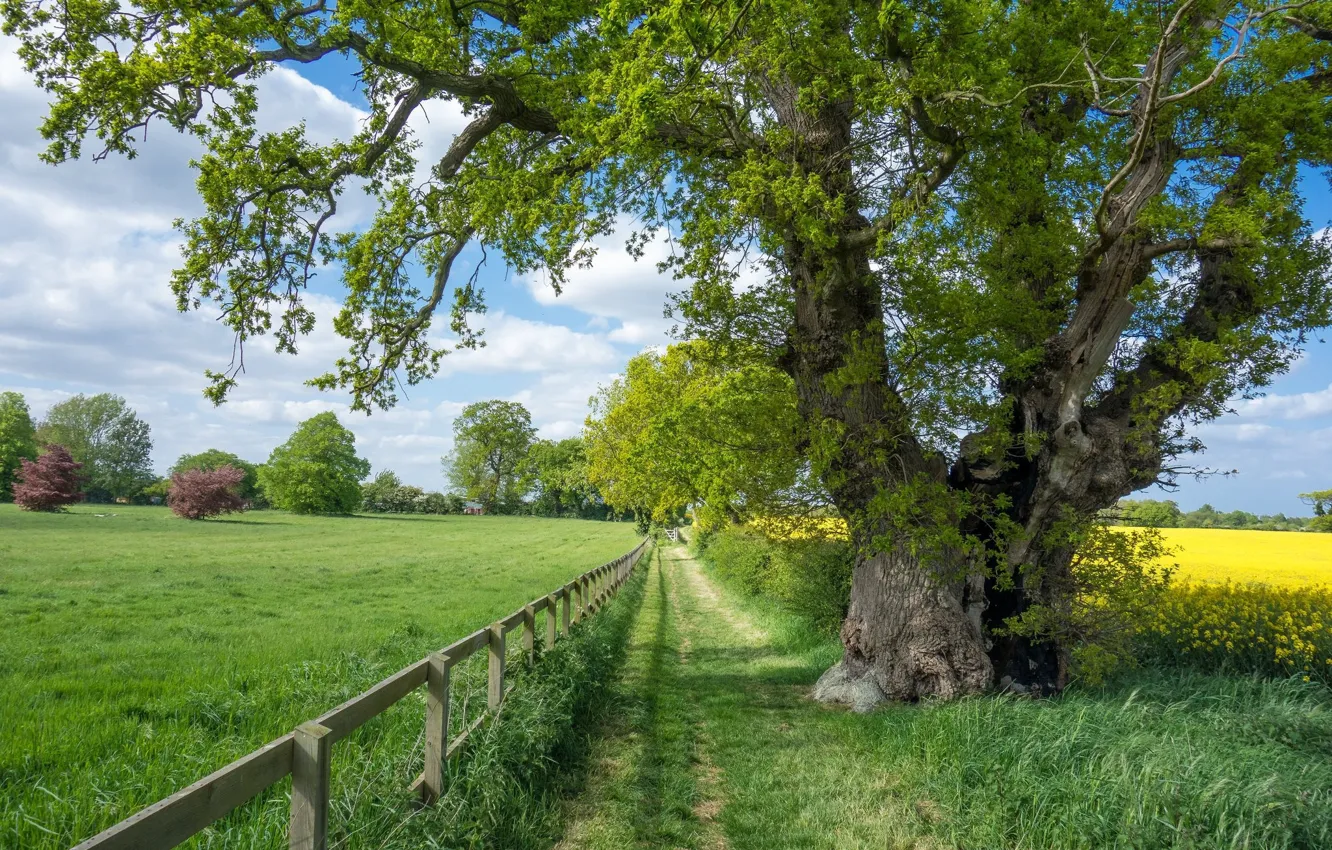 Photo wallpaper greens, field, trees, the fence, the fence