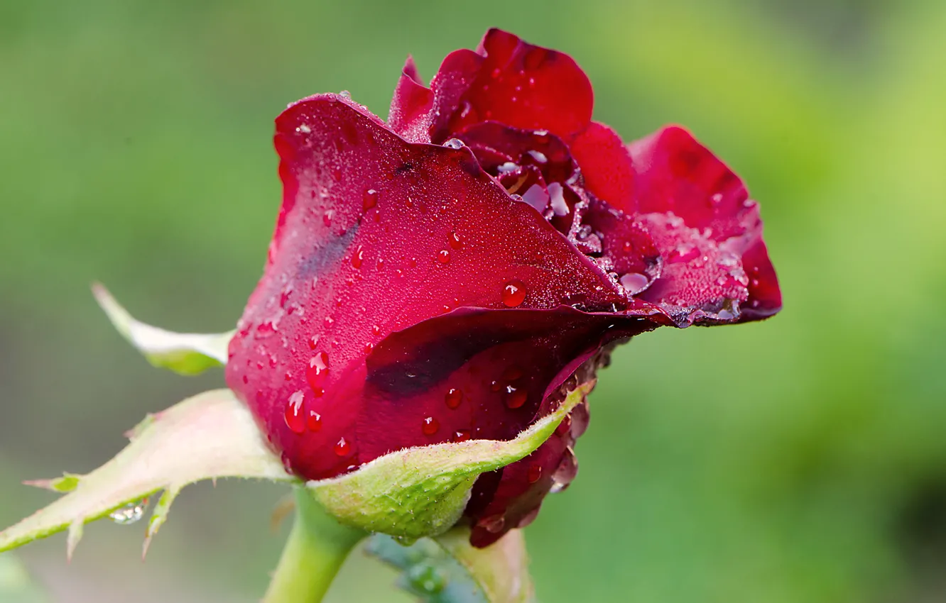 Photo wallpaper flowers, nature, roses