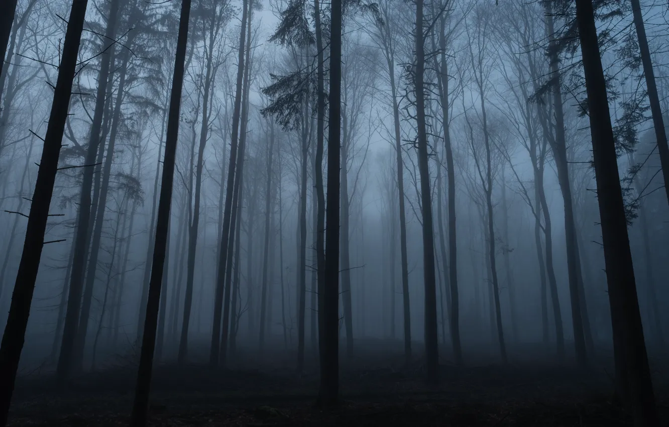 Photo wallpaper forest, trees, nature, fog, twilight, Sascha Kasper