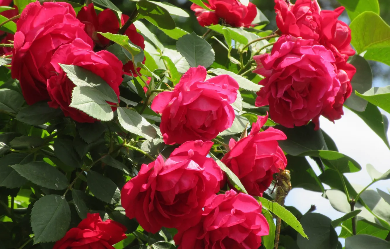 Photo wallpaper roses, the bushes, Meduzanol ©, Summer 2018