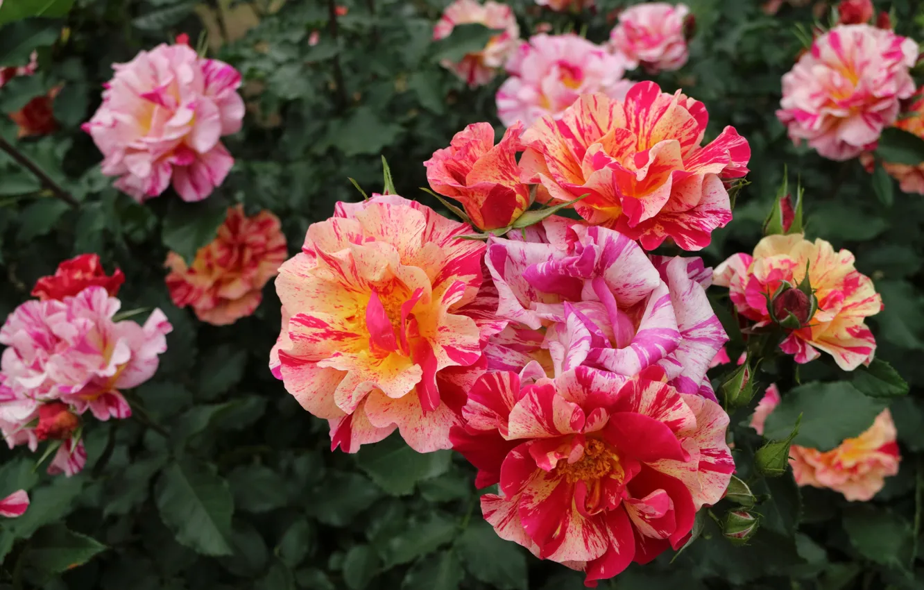 Photo wallpaper macro, roses, petals, buds, colorful