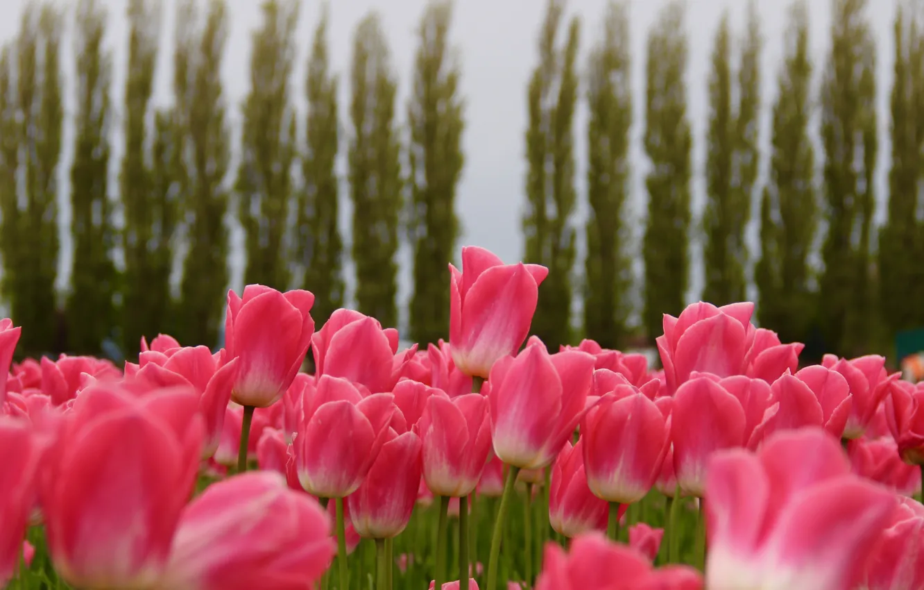 Photo wallpaper tulips, pink, buds, a lot