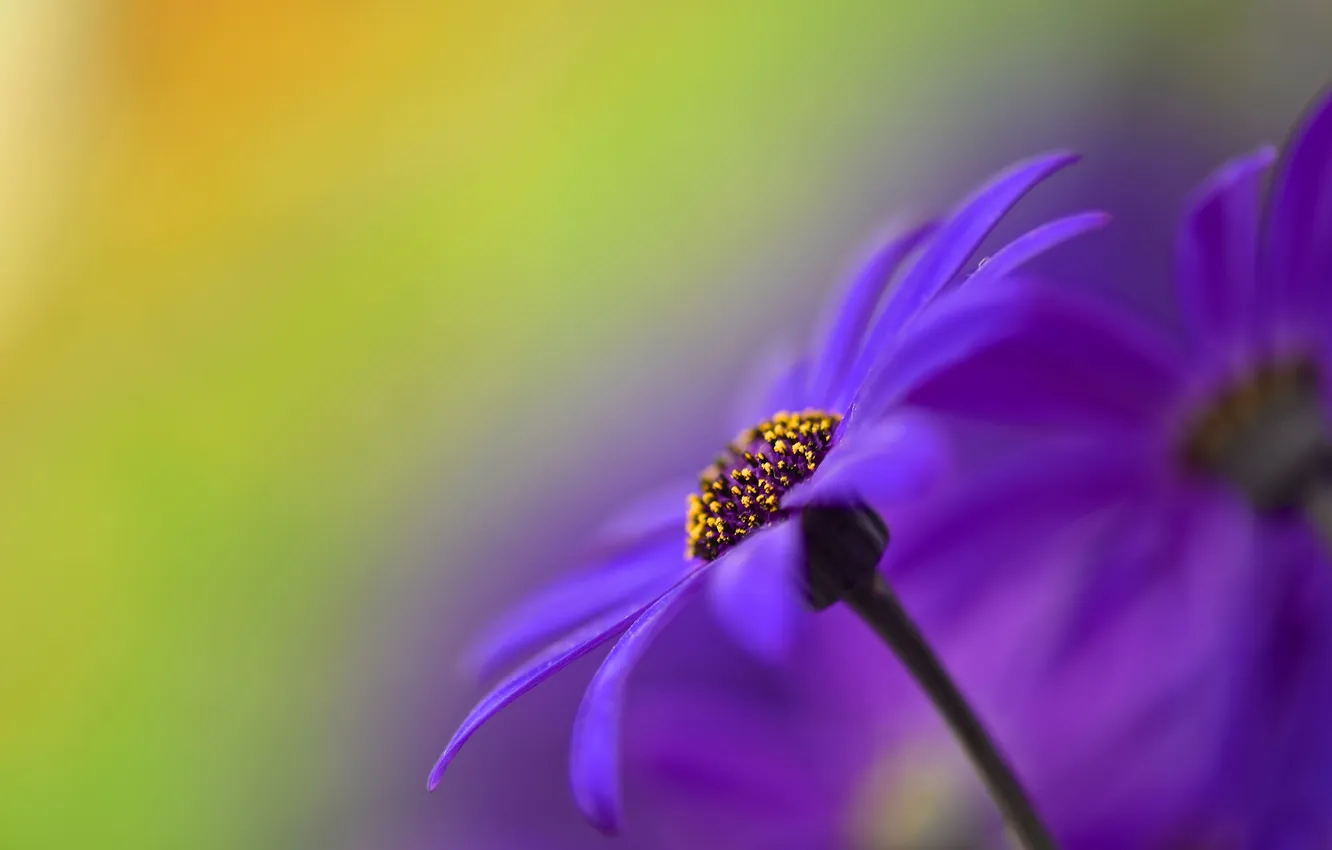 Photo wallpaper macro, nature, background, petals, stem