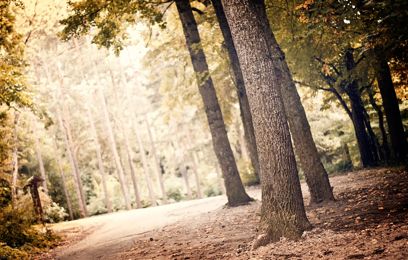 Photo wallpaper greens, forest, leaves, light, trees, landscape, nature, foliage