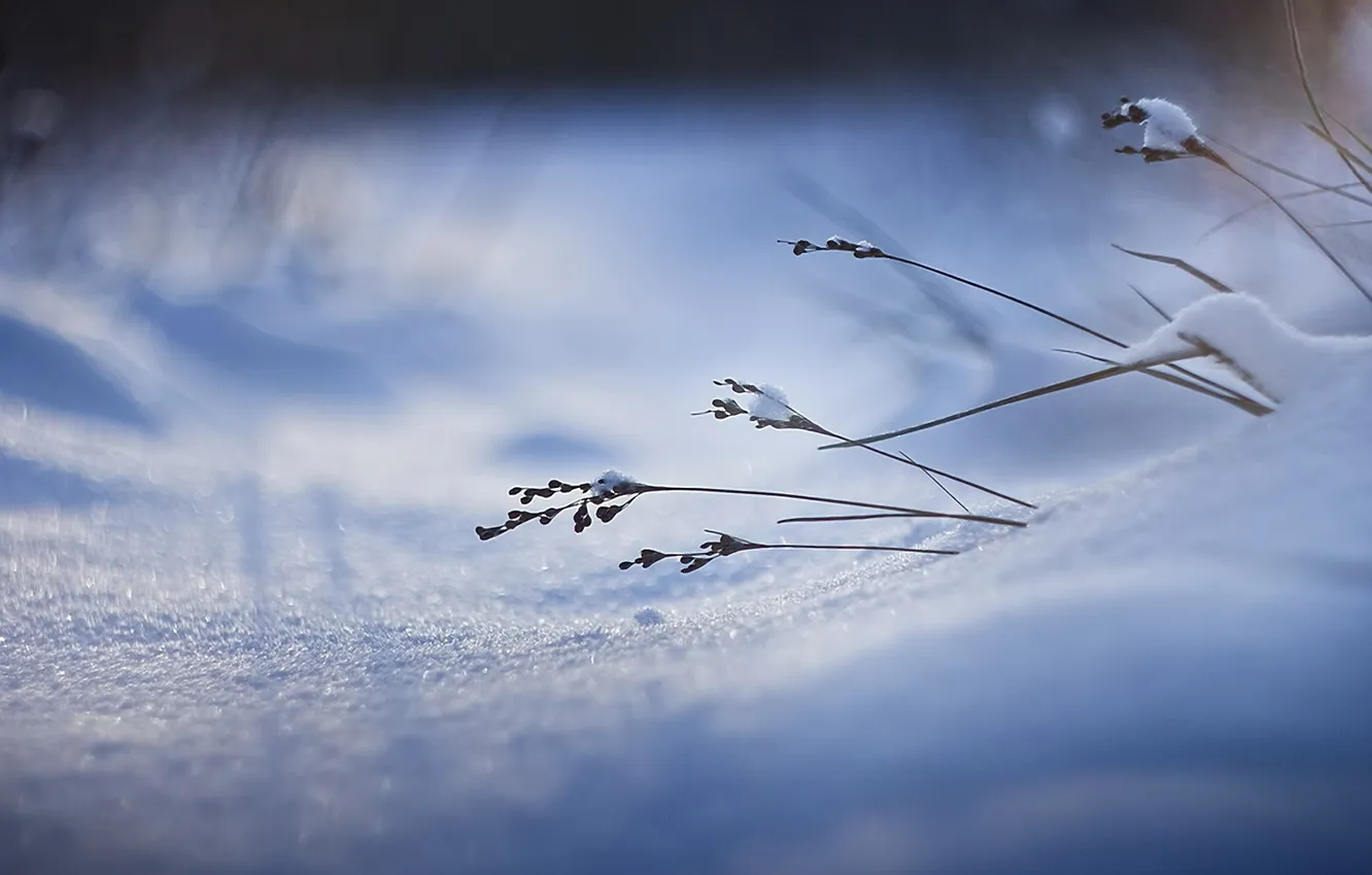 Photo wallpaper grass, macro, snow, nature, focus