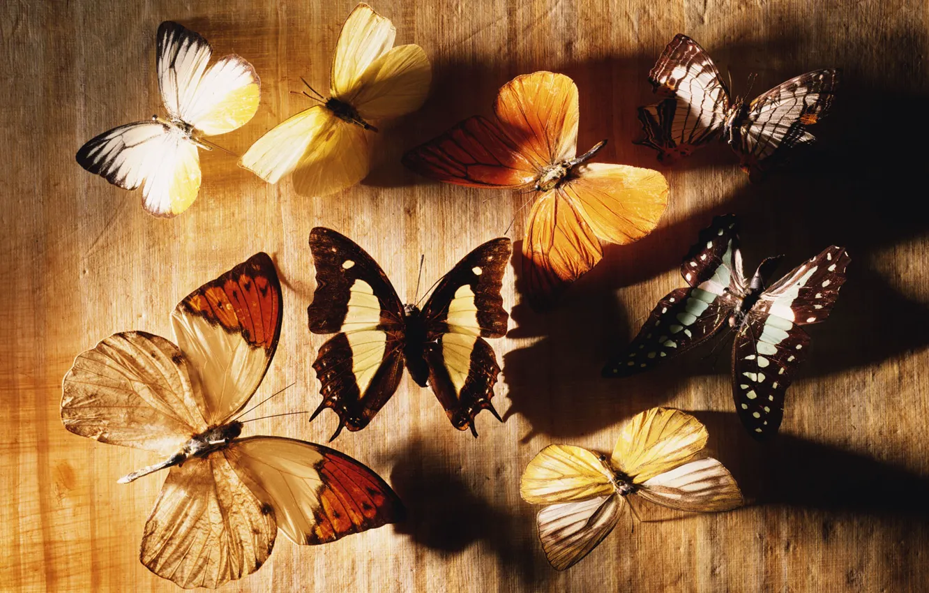 Photo wallpaper butterfly, tree, wood
