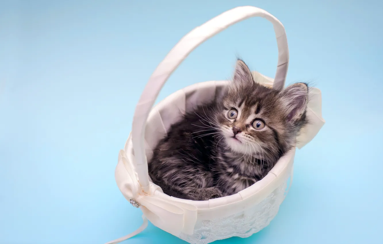 Photo wallpaper look, kitty, fluffy, baby, basket