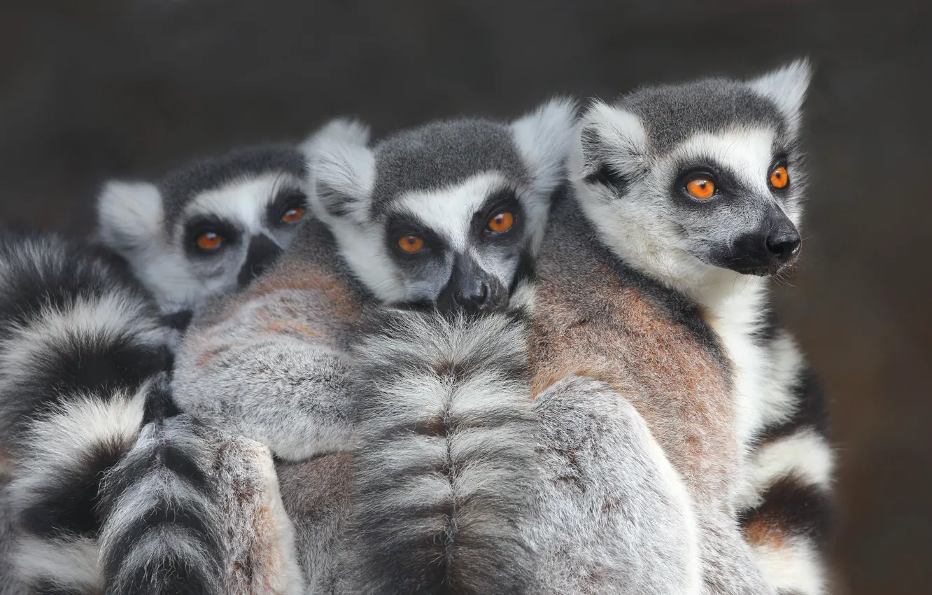 Photo wallpaper lemurs, trio, Trinity, A ring-tailed lemur, Katta