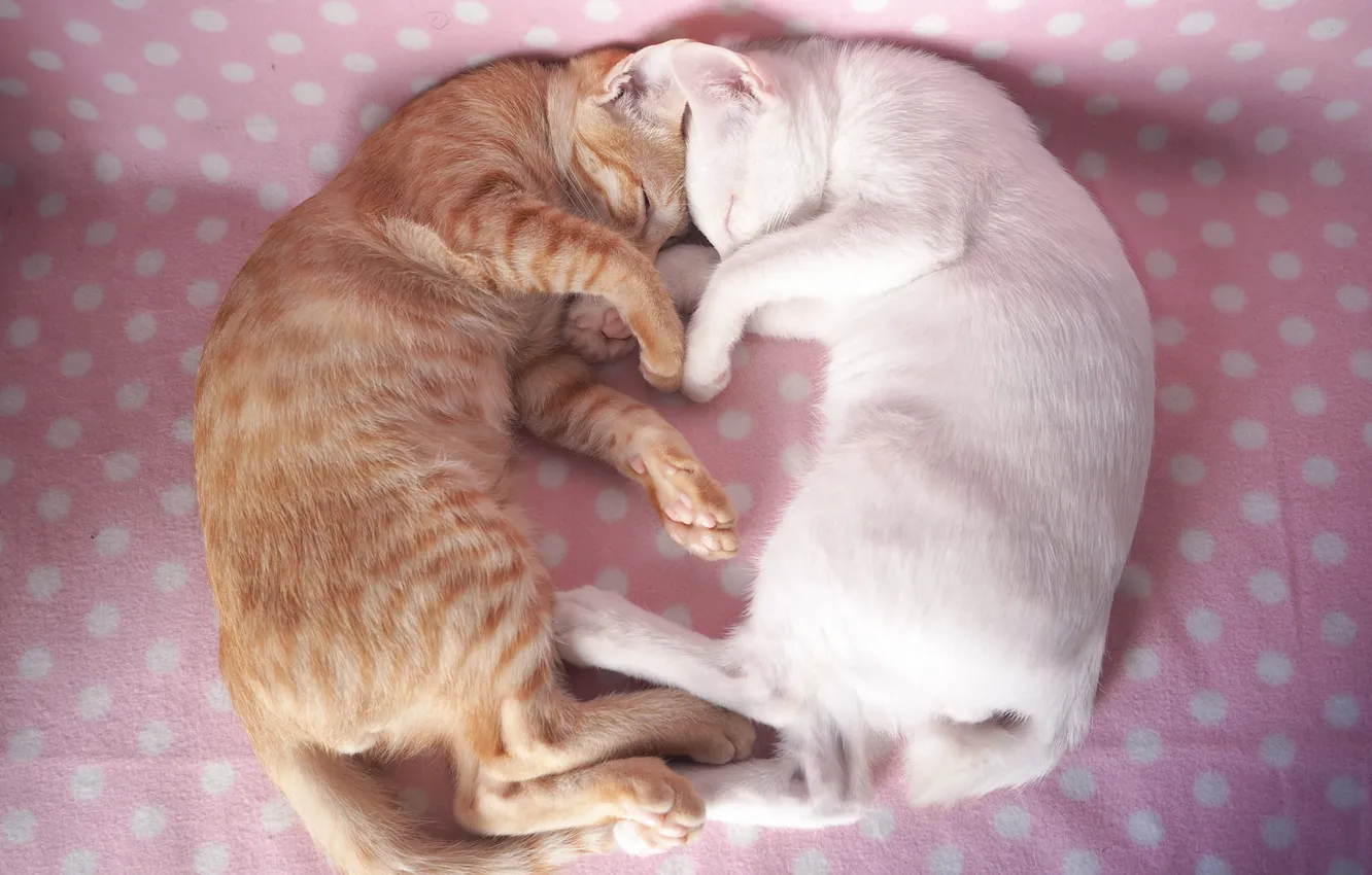 Photo wallpaper cat, white, cat, love, pose, comfort, background, each