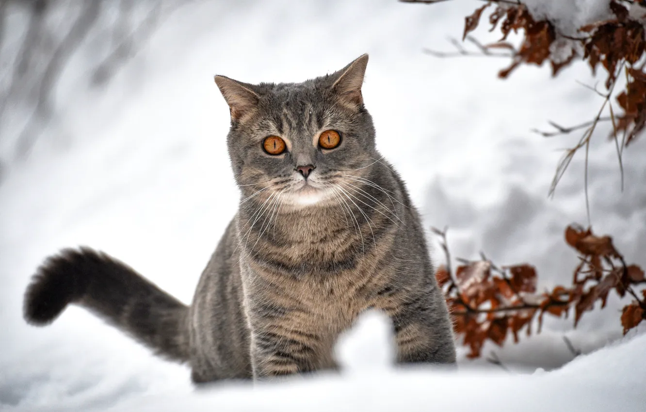Photo wallpaper winter, cat, snow, branches, bokeh