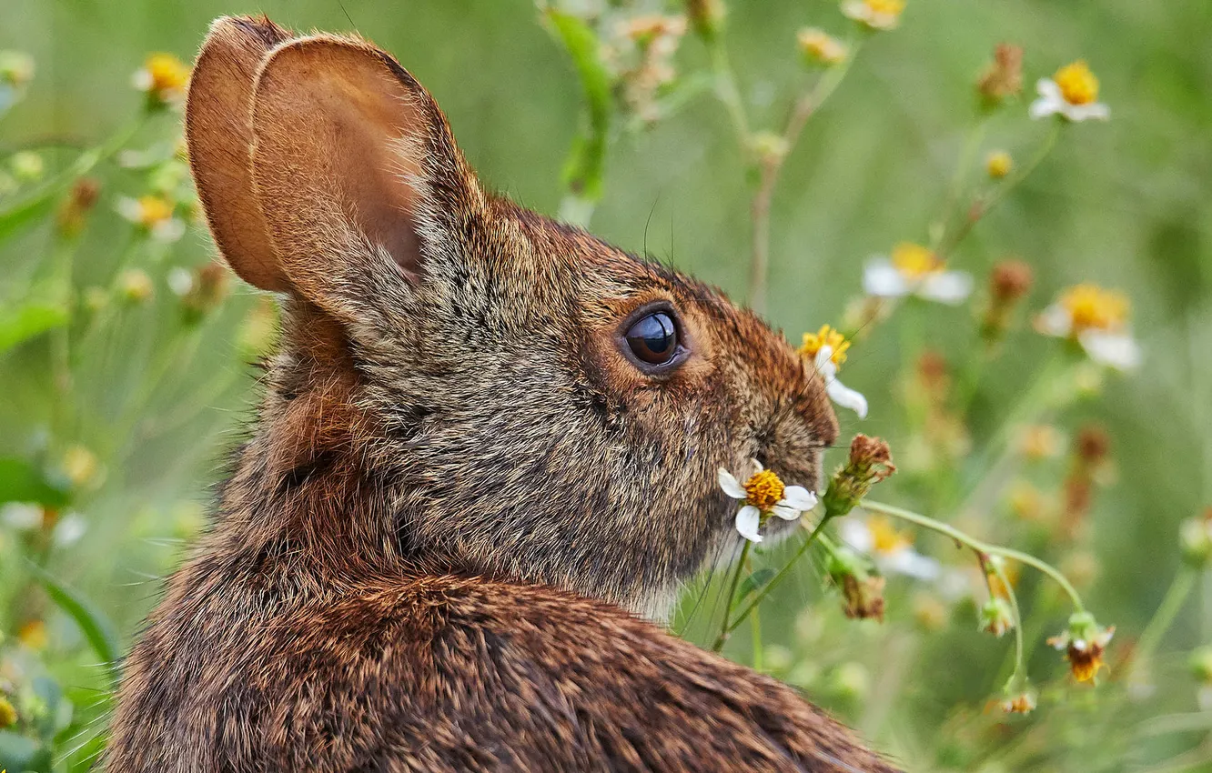 Photo wallpaper summer, look, flowers, grey, hare, portrait, spring, rabbit