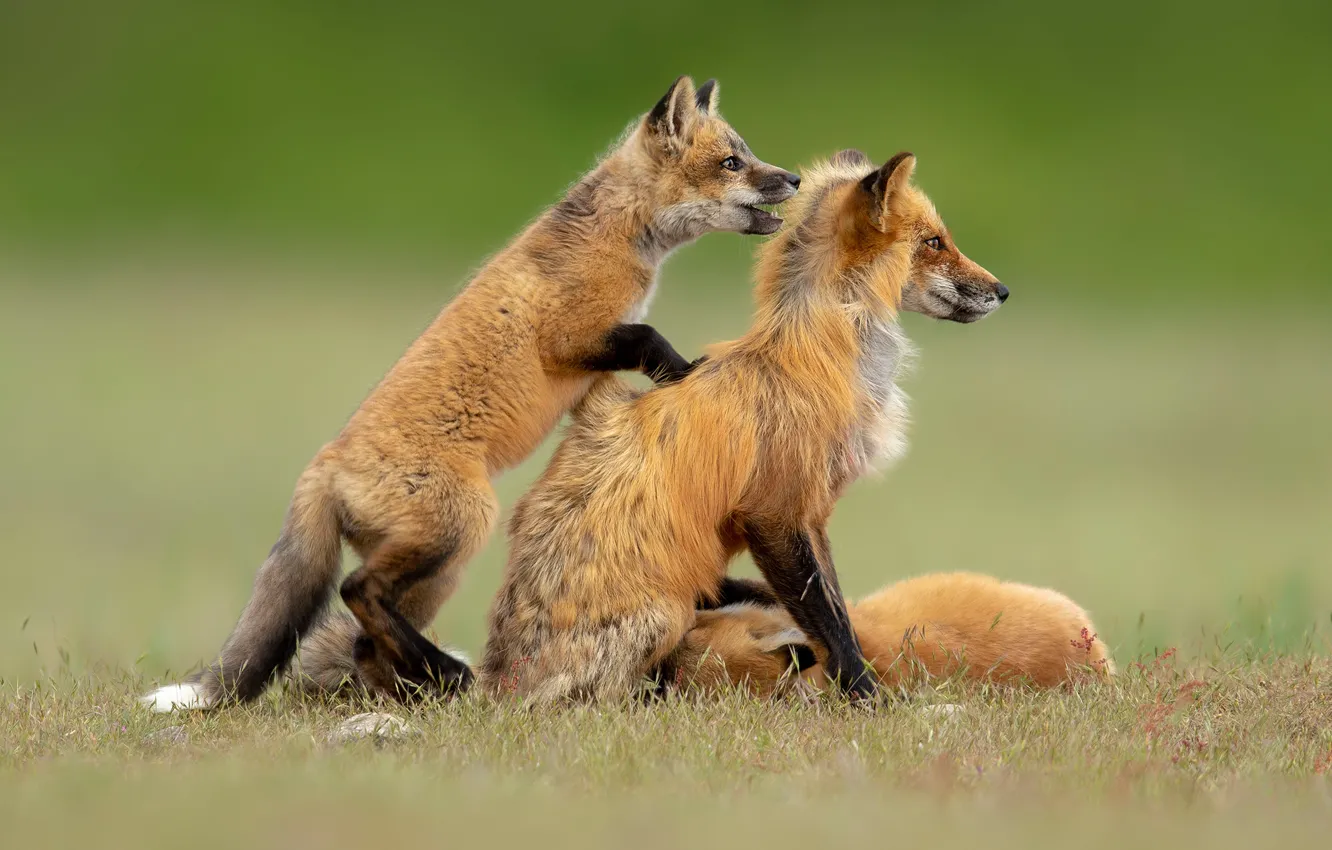 Photo wallpaper look, background, glade, two, baby, Fox, pair, profile