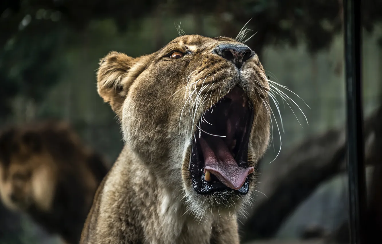 Photo wallpaper face, predator, mouth, grin, lioness, bokeh