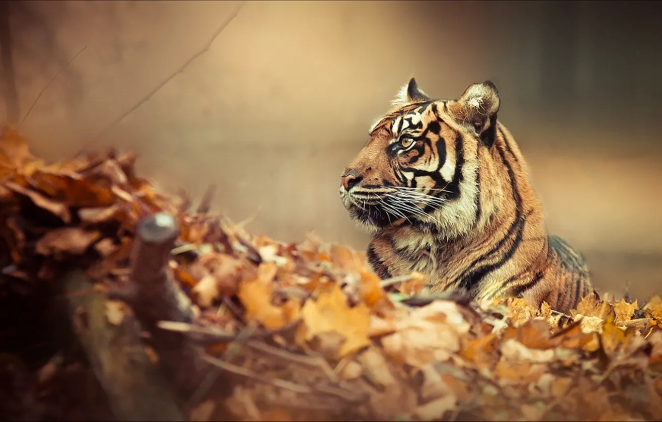 Photo wallpaper forest, tiger, mood