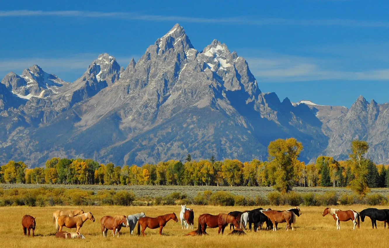 Photo wallpaper autumn, the sky, landscape, mountains, horse, the herd
