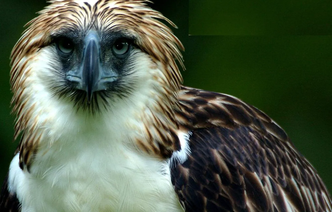 Photo wallpaper bird, wildlife, philippine-eagle, family Accipitridae, monkey-eating