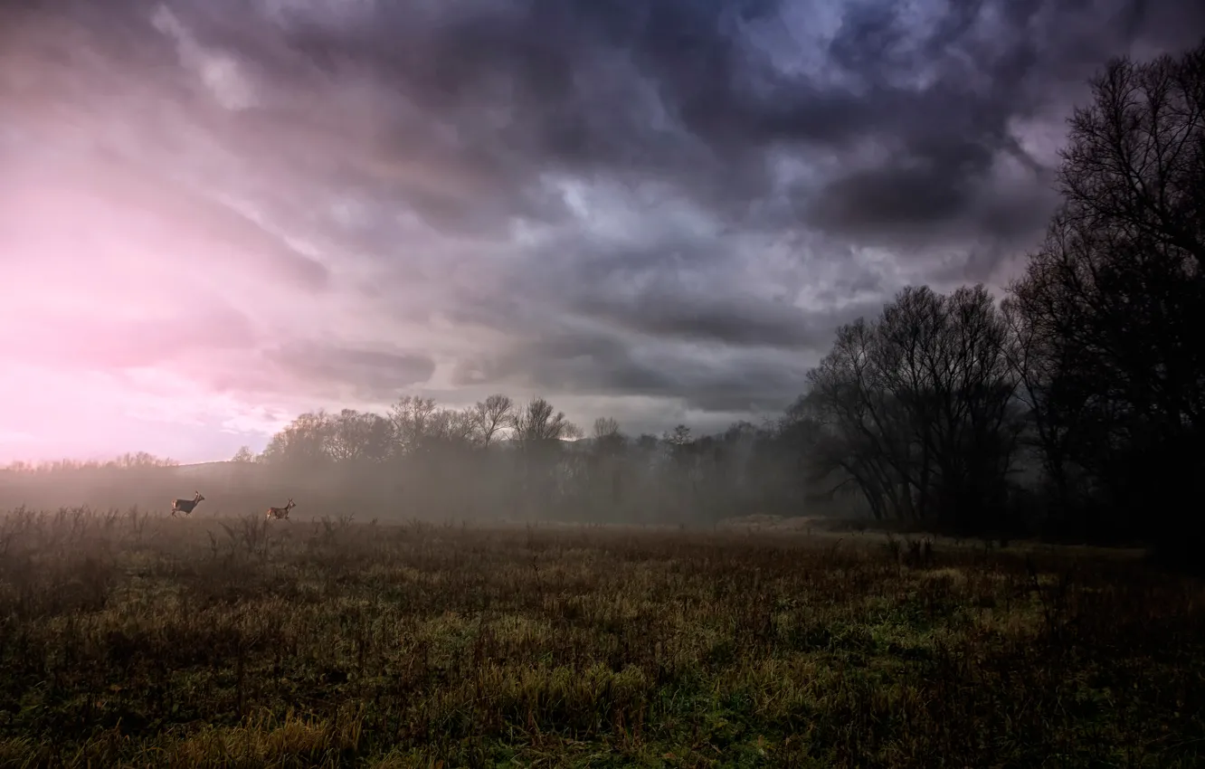 Photo wallpaper field, trees, clouds, fog