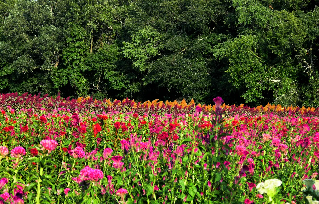 Photo wallpaper field, summer, flowers, nature, summer, field, nature, flowers