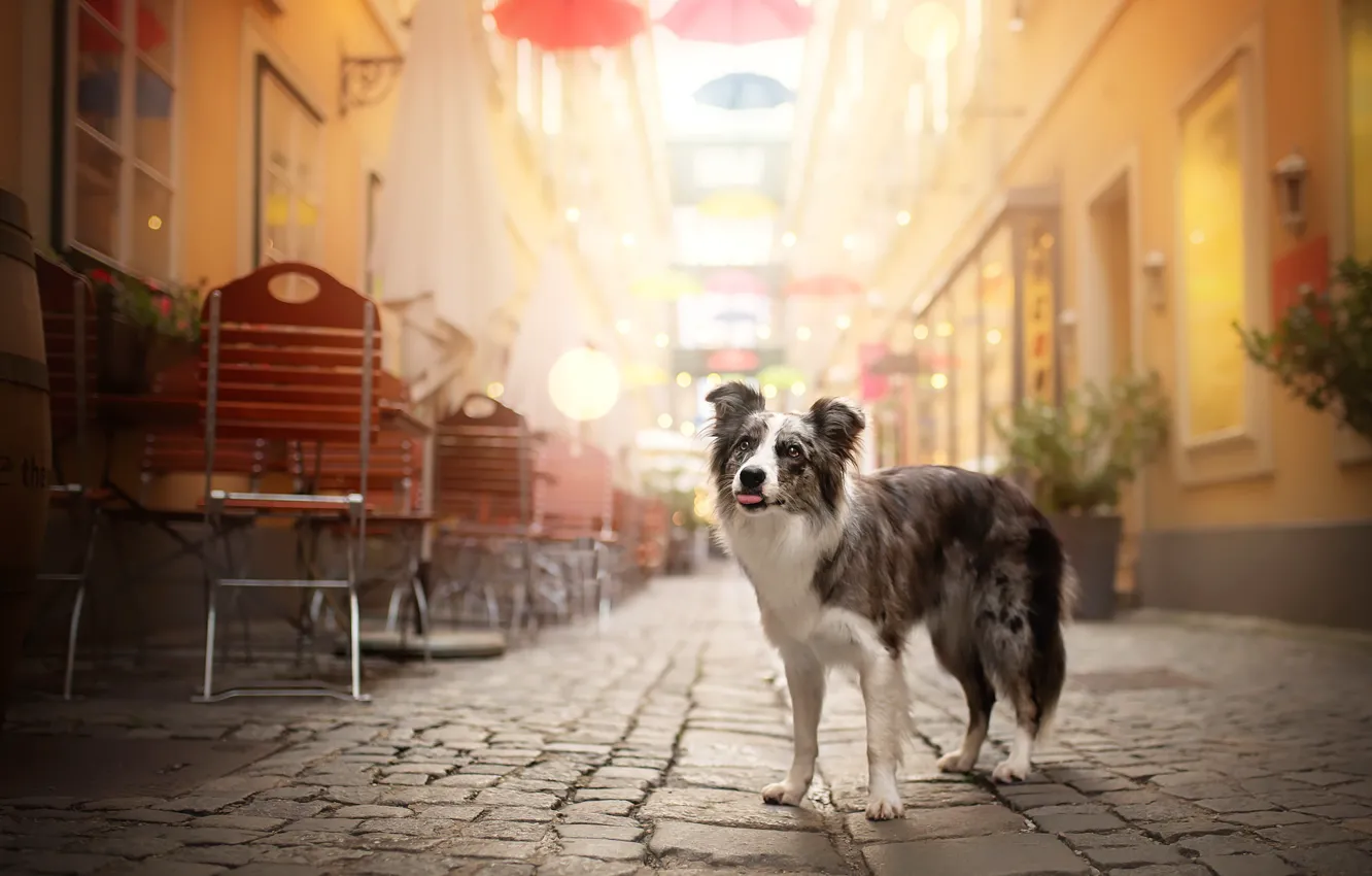 Photo wallpaper each, street, dog