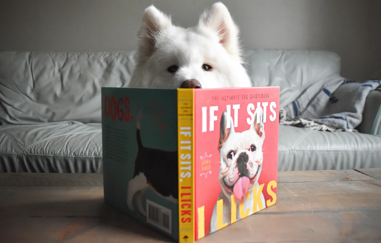 Photo wallpaper dog, pose, look, face, Samoyed