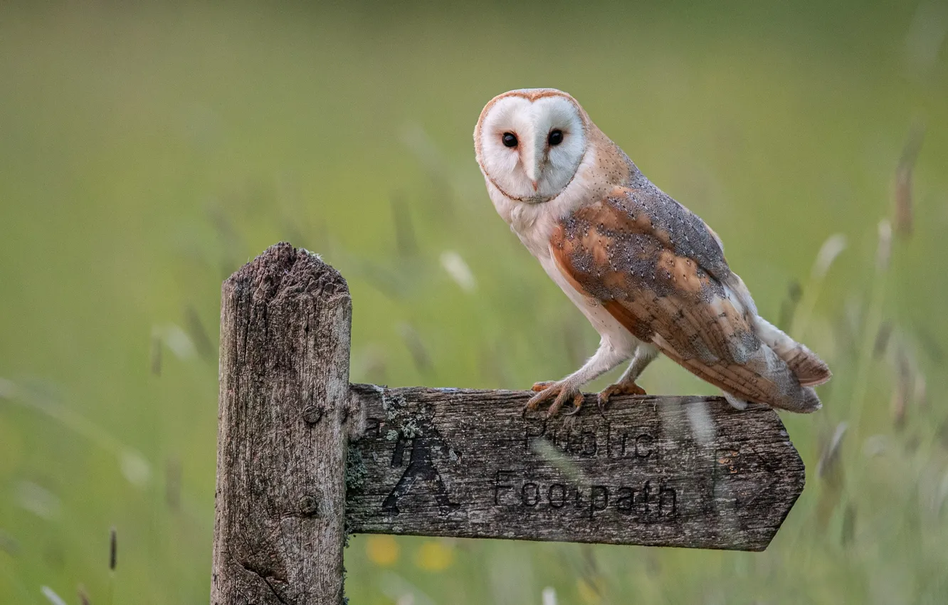Photo wallpaper field, owl, bird, plate, posts, the barn owl