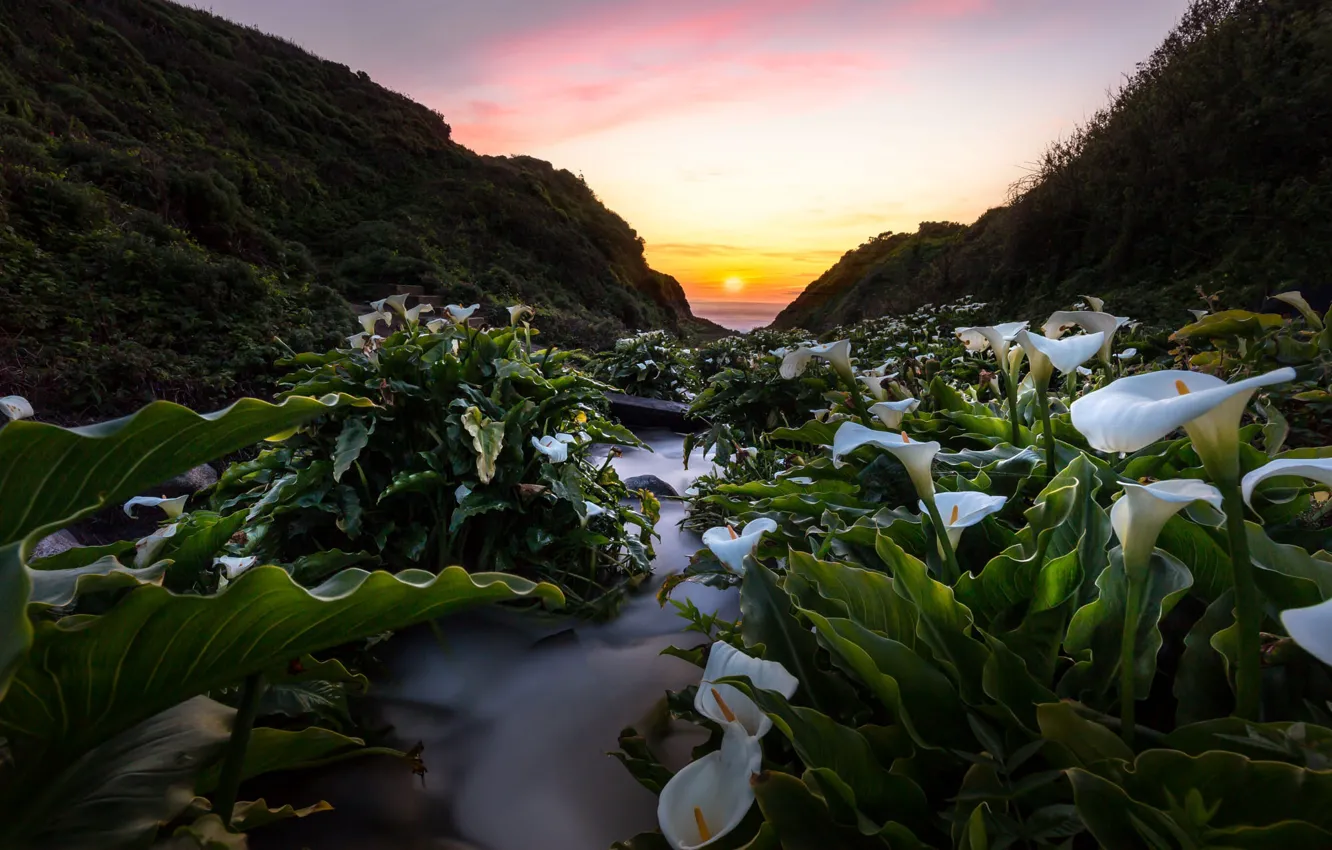 Photo wallpaper landscape, sunset, flowers, nature, the ocean, hills, valley, CA