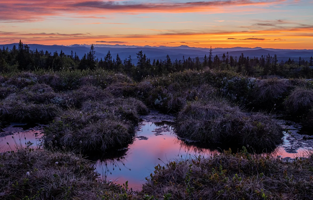 Photo wallpaper forest, the sky, grass, clouds, sunset, lake, shore, vegetation