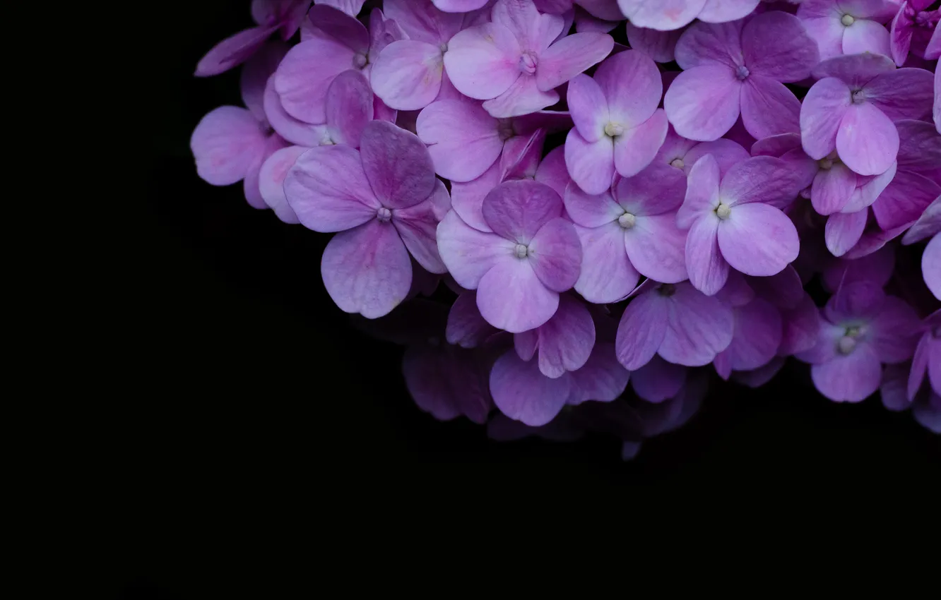 Photo wallpaper flowers, pink, black background, lilac, hydrangea, inflorescence